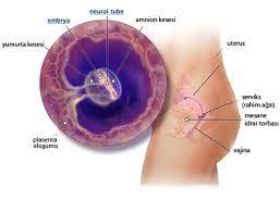 gebelikte fiziksel ve fizyolojik degisimler hafta hafta bebek gelisimi op dr cuneyt ozcan