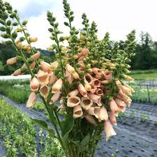 Mar 24, 2020 · the industry. Wholesale Flourish Flower Farm