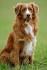 Medium Dog Breeds - Best Medium Sized Dogs