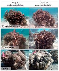 Experimental Support For Alternative Attractors On Coral Reefs Pnas Gross gore, kent, united kingdom. alternative attractors on coral reefs