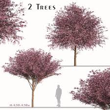 I recently purchased a home in the sacramento area and in our backyard are several trees, including a plum tree that's approximately 13 yrs old. Set Of Purple Pony Plum Trees Prunus Cerasifera 2 Trees 3d Model Download 3d Model Set Of Purple Pony Plum Trees Prunus Cerasifera 2 Trees 125097 3dbaza Com
