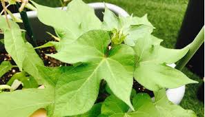 朝顔 アサガオ の育て方 Lovegreen ラブグリーン
