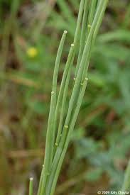 Image result for Turritis