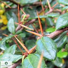 Image result for Berberis verruculosa
