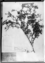 Image result for Hippocratea parvifolia