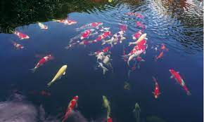 Otherwise, you can cause more harm than good. Identifying Fish Diseases In The Pond Before It S Too Late