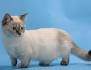 Munchkin Cat Breed Profile | Petfinder