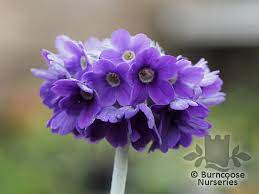 The varieties that are for light shade to shade thrive best with some summer moisture, although they don't need frequent watering. Primula From Burncoose Nurseries