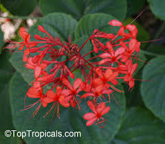 Image result for Clerodendrum melanocrater