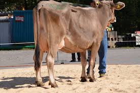 Genossenschaftsviehschau BVZG Entlebuch 2023