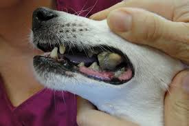 Check spelling or type a new query. Tartar Off Dog S Teeth Cheap Buy Online