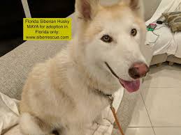 We raise siberian huskies in central florida. Florida Siberian Huskies Like Maya For Adoption In Fl Only Apply To Adopt Here Http Www Siberrescue Com Husky Rescue Husky Husky Adoption