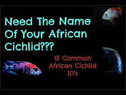 Dont Know What Type Of African Cichlid You Have 15 Common Ids