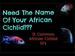 dont know what type of african cichlid you have 15 common ids