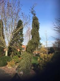 If you water it regularly for the first season to help the roots gain a proper anchoring, it will be able to tolerate some drought in subsequent seasons. Picea Omorika Pendula Kuck Kuck 039 S Weeping Serbian Spruce Conifer Trinomial American Conifer Society