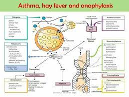 Pin By Marc Veenstra On Basic Pharmacology Pharmacology Asthma Study Asthma