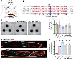 The solution that fills the vacuole is called cell sap. Regulation Of Vacuole Morphology By Piezo Channels In Spreading Earth Moss Biorxiv
