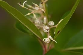 Image result for Apodytes dimidiata