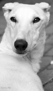 Black And White Hound Dog My Galgo Espagnol Landau Grey Hound Dog Greyhound Beautiful Dogs