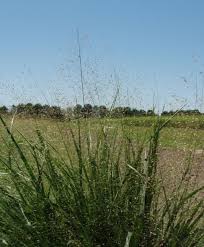 Image result for Eragrostis lepidobasis