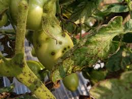 Image result for tomato seedling xanthomonas vesicatoria