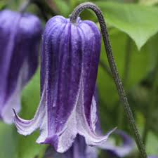Image result for Clematis pulchra