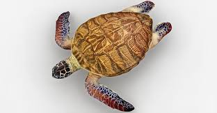 Turtle 3d Model In 2020 Turtle 3d Model Model
