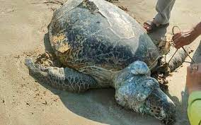 vích: tin tức, hình ảnh, video, bình luận mới nhất