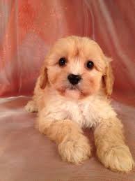 Absolutely gorgeous cavachon puppies for sale. Cavachon Puppies For Sale Cavachon Breeder In Iowa