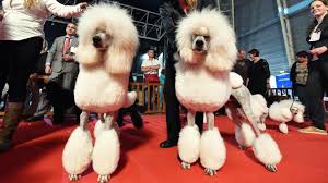 Ce lundi 25 juin 2018, benjamin cruard, dans sa chronique la surprise, nous parle du concours du chien le plus moche du monde. Les Plus Beaux Chiens Du Monde Vont Participer A Des Concours De Beaute
