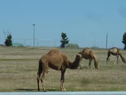 They look very valuable. the camel is an animal which can be only while manual hunting in the owo bot. Lots Of Camels In The Camel Pasture You Can Also Feed Them And Pet Them Picture Of Sharkarosa Wildlife Ranch Pilot Point Tripadvisor