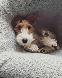 Mister Woof Loves Cute Dogs Cute Animals Wire Fox Terrier