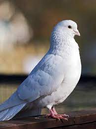 pin de mara cristina de em 1 0 mundo animal passaros animais
