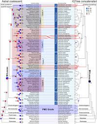 Image result for Dielsiothamnus divaricatus