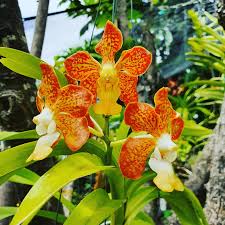 Image result for Vandellia subracemosa