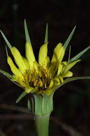 Slideshow 645 20 Yellow Salsify Goat S Beard Tragopogon Dubius Monument New Mexico Near Los Alamos Goats Beard Yellow Flowers Yellow
