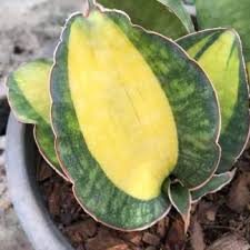 Image result for Sansevieria sinus-simiorum