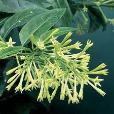 Night Blooming Jasmine Cestrum Nocturnum Jasmine Plant Plants For Sale Online Plants