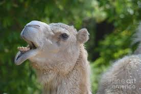 Find the perfect camel family stock photos and editorial news pictures from getty images. Funny Camel Pictures