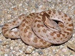 Desert Night Snake Hypsiglena Chlorophaea Snake Colorful Duvet Southwestern