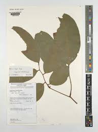 Image result for Baikiaea insignis