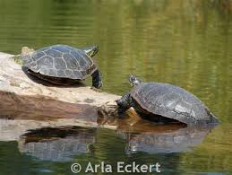 Painted Turtle Montana Field Guide