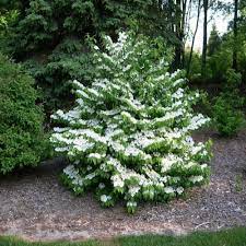 While size estimates vary, i've seen a number that are 12 feet high and 15 feet wide after 15 years. Shasta Viburnum Shrubs For Sale Online Garden Goods Direct