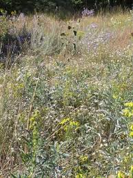 Advice leaflets advice on planting of bulbs plug plants. Discover These Plants Seven Garden Worthy Wildflowers High Plains Gardening