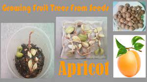 Growing fruit trees are somewhat different to other plants, in that there is an intermediate growing stage where the seed must be grown into a sapling before being planted into a cleared fruit tree patch. Growing Fruit Trees From Seeds Apricot Youtube