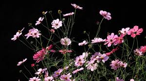 Feel free to send us. Download Wallpaper 1280x720 Kosmeya Flowers Black Background Hd Hdv 720p Hd Background