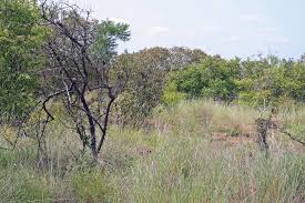 Image result for Kyphocarpa angustifolia