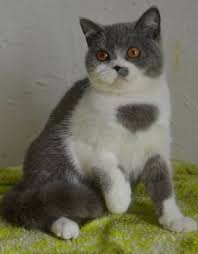 Meski demikian, kucing ini tetap memiliki bulu. Bi Colour Bsh Kucing Munchkin British Shorthair Labuan Facebook