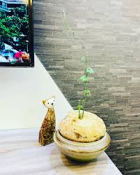 Image result for Pyrenacantha kaurabassana