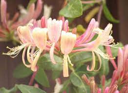 When dried, this honeysuckle is used as traditional medicine. Why Is My Honeysuckle Dying How To Save It Gardener Report